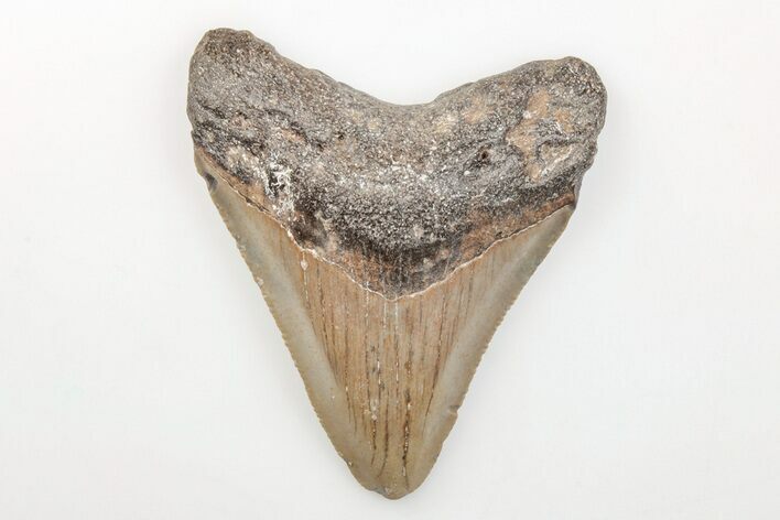 Serrated, Fossil Megalodon Tooth - North Carolina #200701